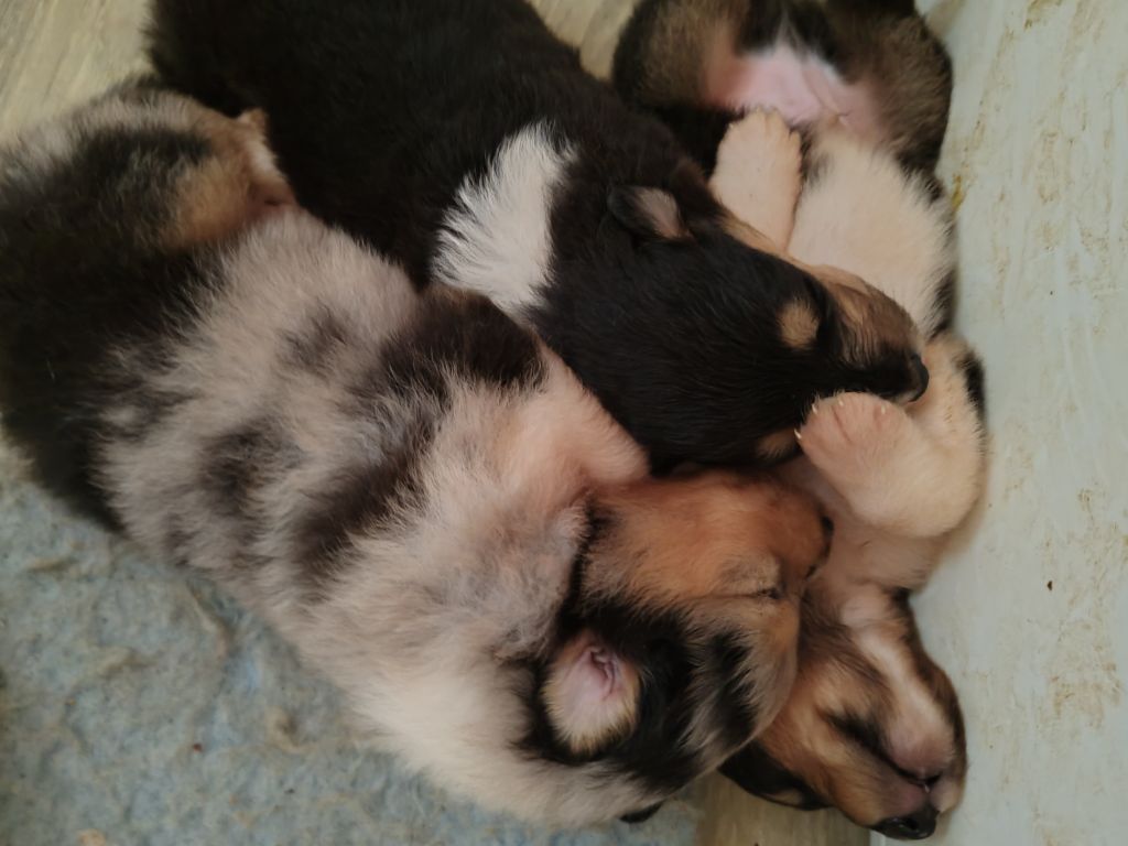 chiot Colley à poil long Des Camélias De Rhéa