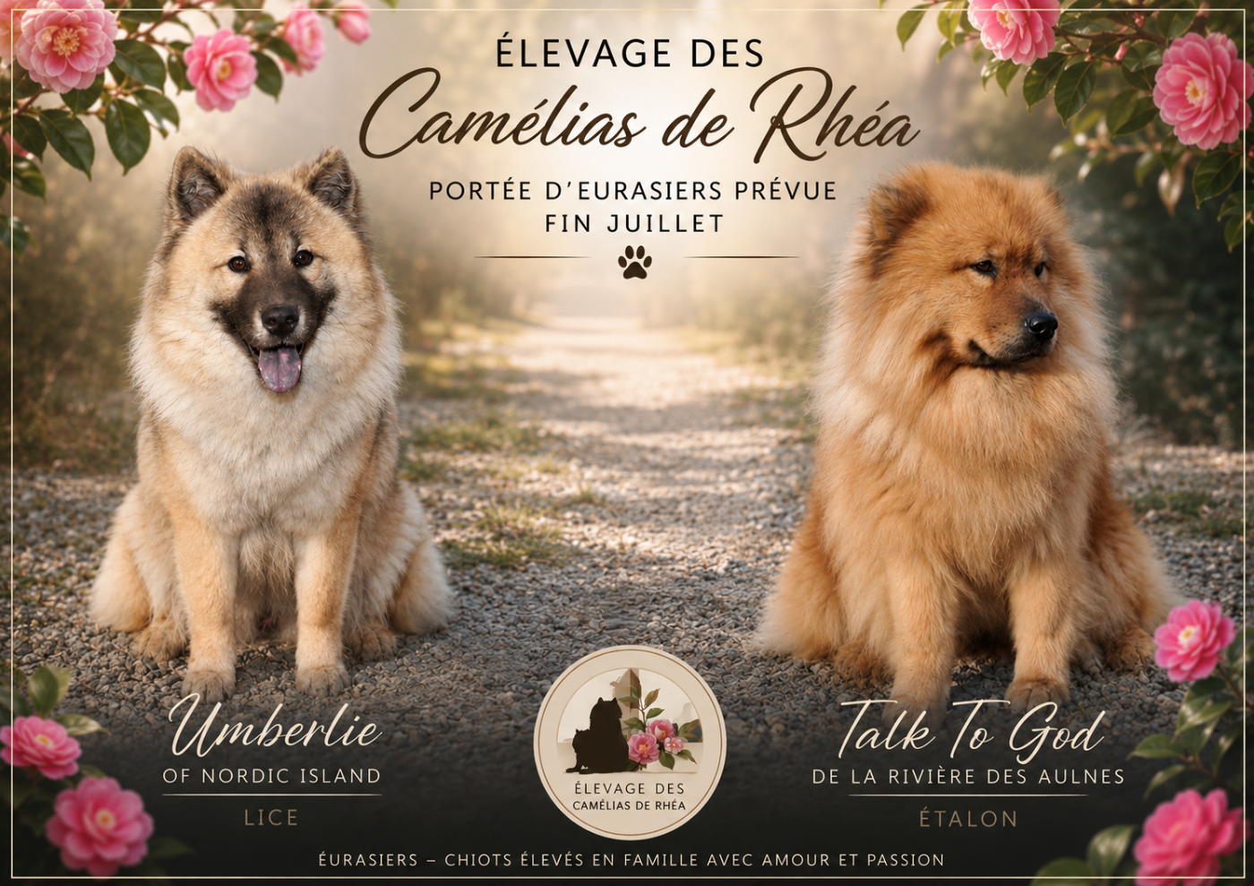 Prochains chiots attendus fin juillet