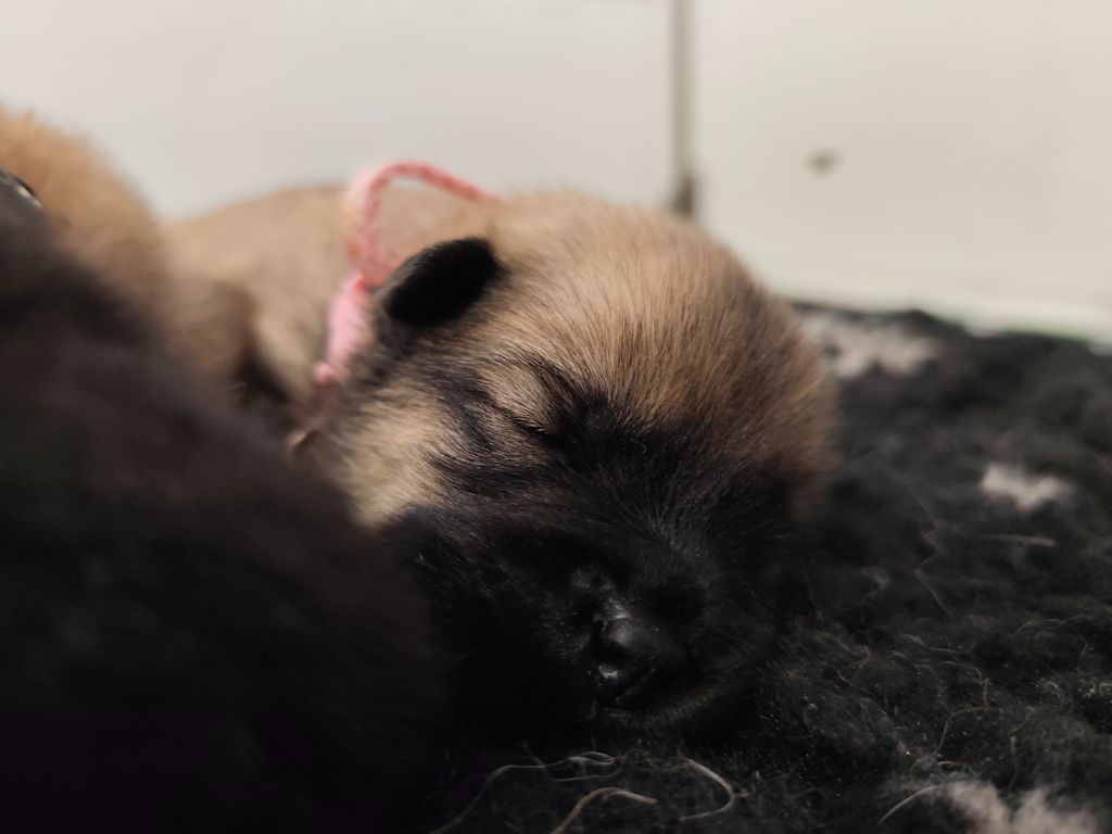 Chiots disponibles pour octobre 