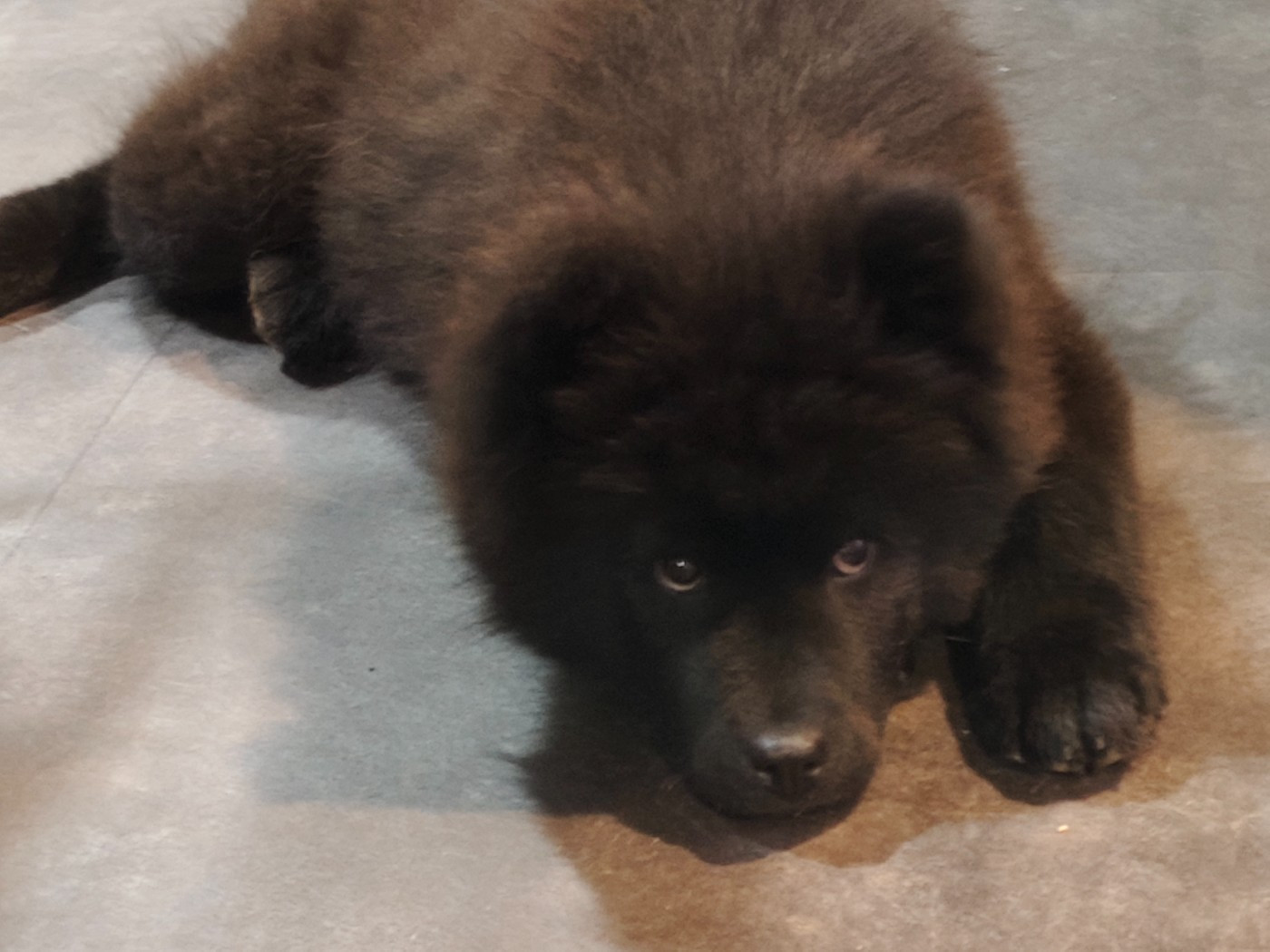 Des Camélias De Rhéa - Chiots disponibles - Eurasier
