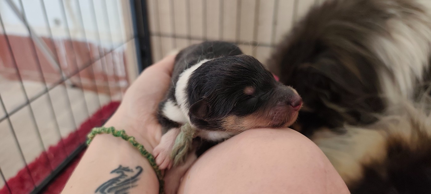 Des Camélias De Rhéa - Chiots disponibles - Colley à poil long