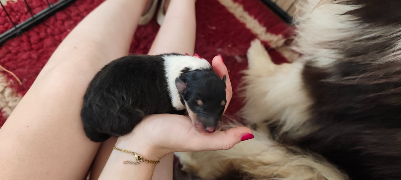 Des Camélias De Rhéa - Chiots disponibles - Colley à poil long