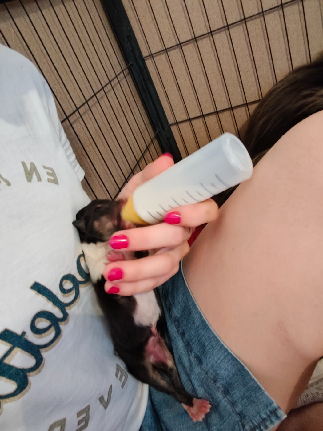 Des Camélias De Rhéa - Chiots disponibles - Colley à poil long