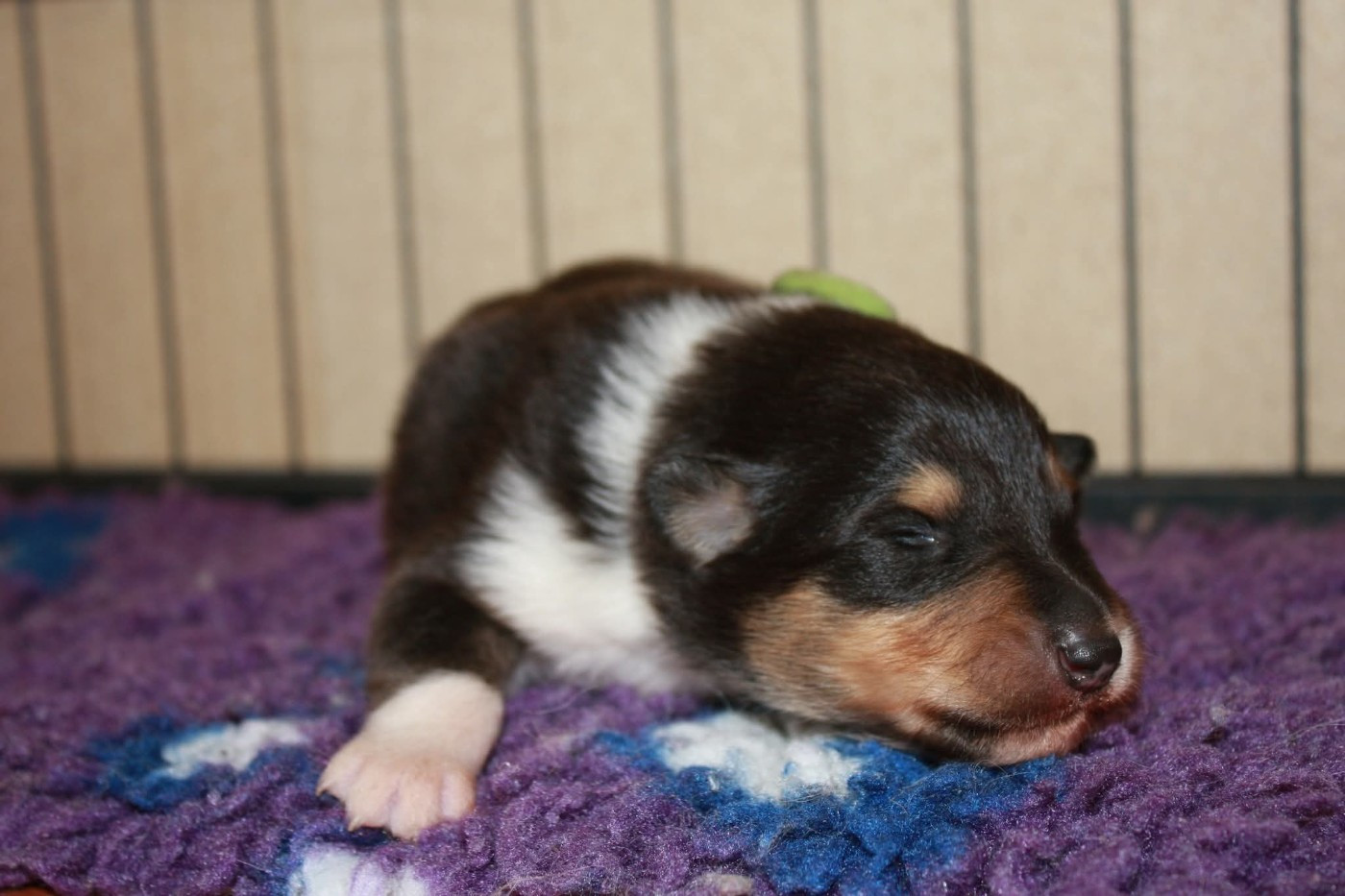 Des Camélias De Rhéa - Chiots disponibles - Colley à poil long