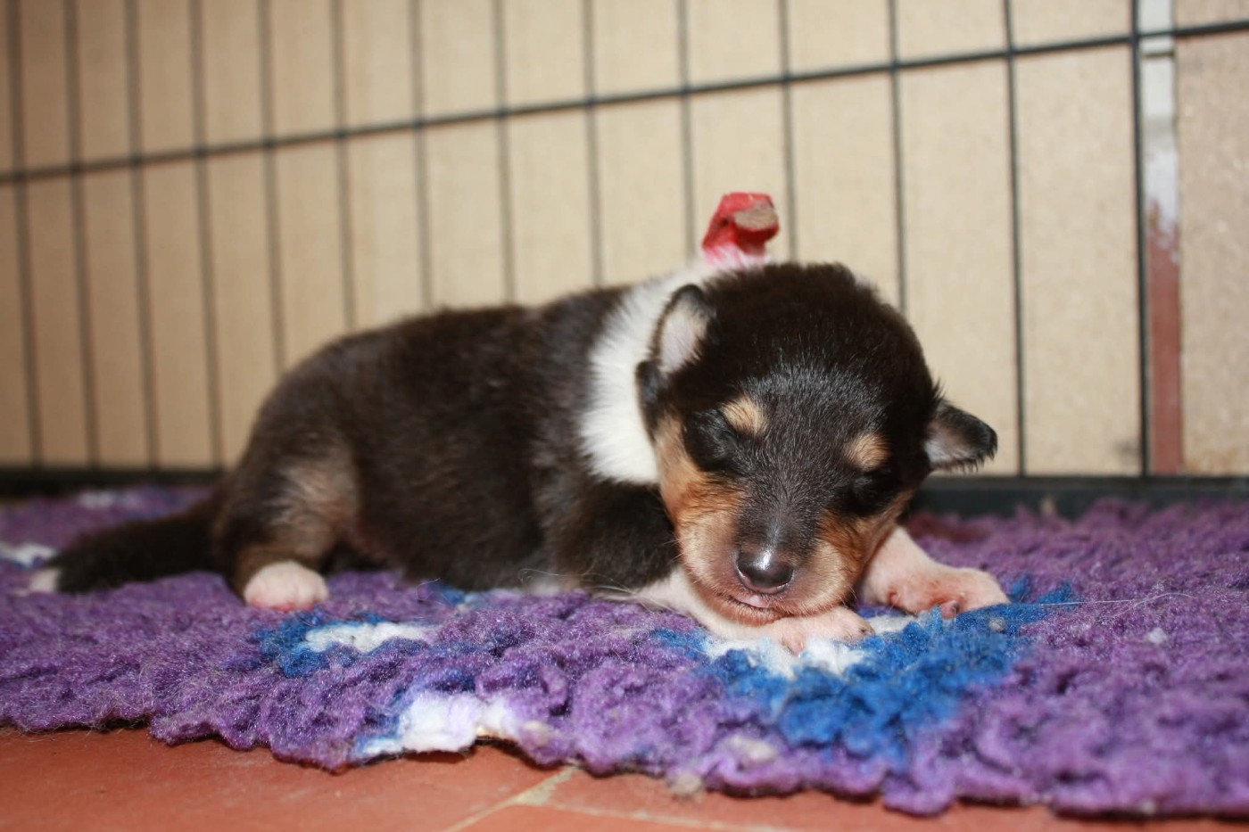 Des Camélias De Rhéa - Chiots disponibles - Colley à poil long