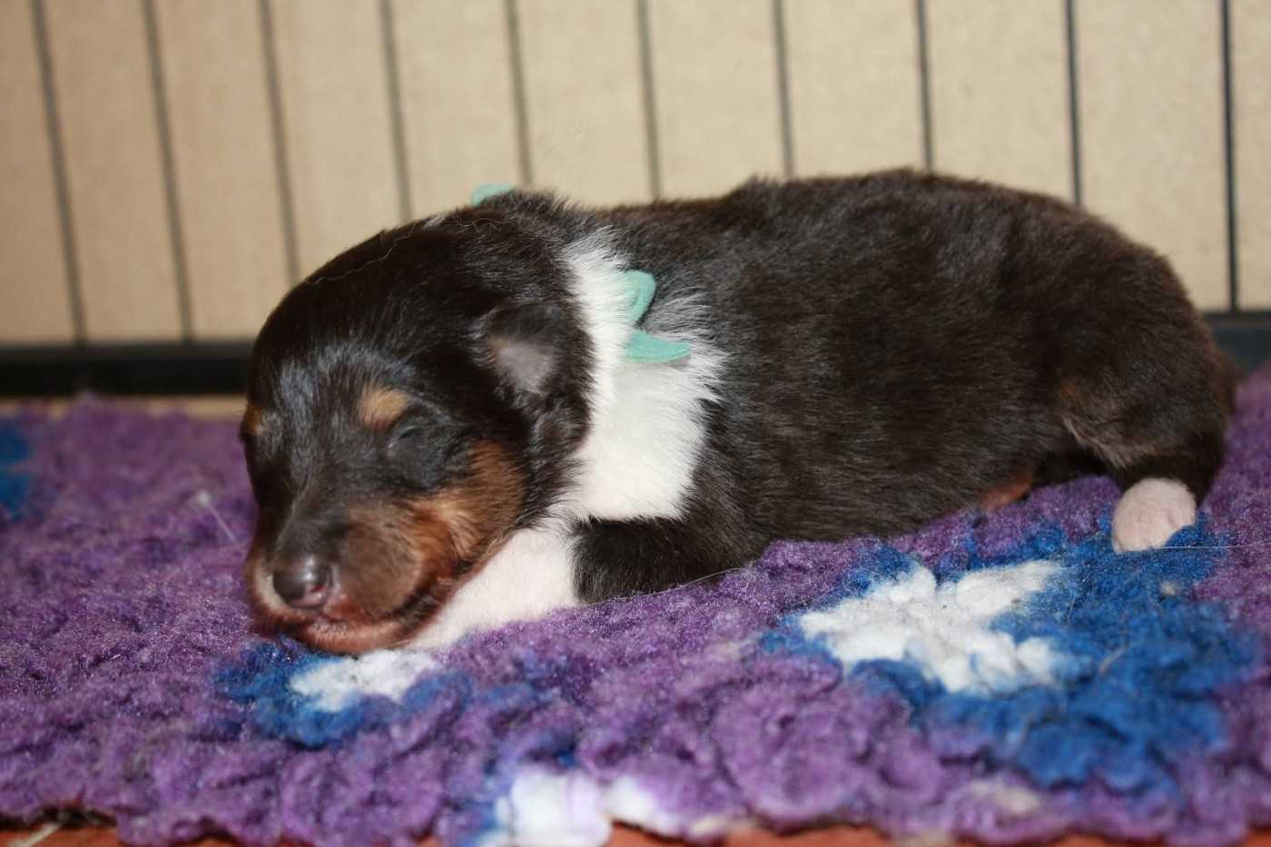 Des Camélias De Rhéa - Chiots disponibles - Colley à poil long