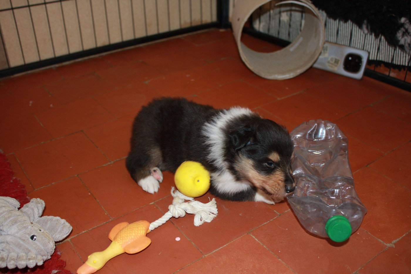 Des Camélias De Rhéa - Chiots disponibles - Colley à poil long