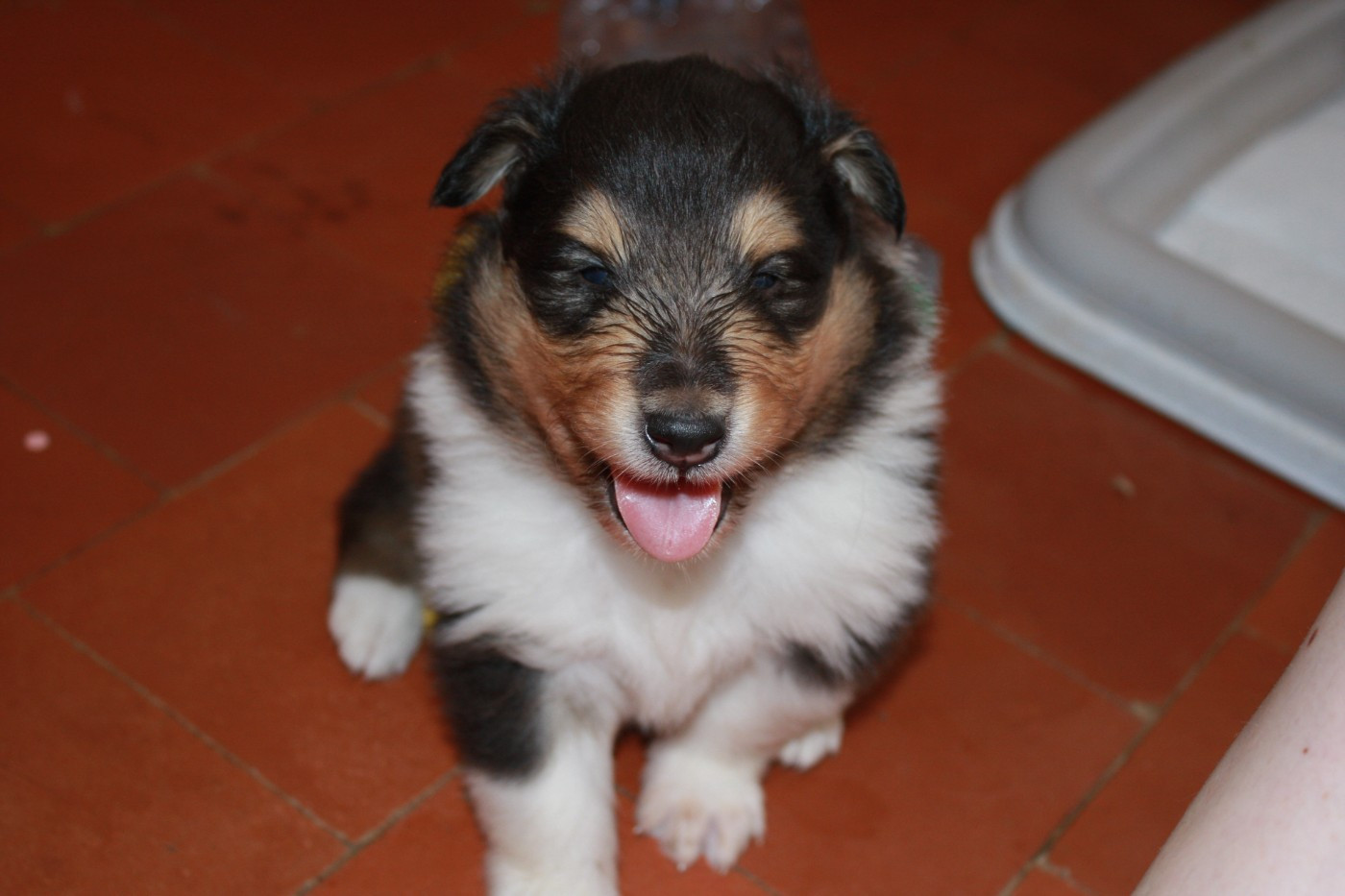 Des Camélias De Rhéa - Chiots disponibles - Colley à poil long