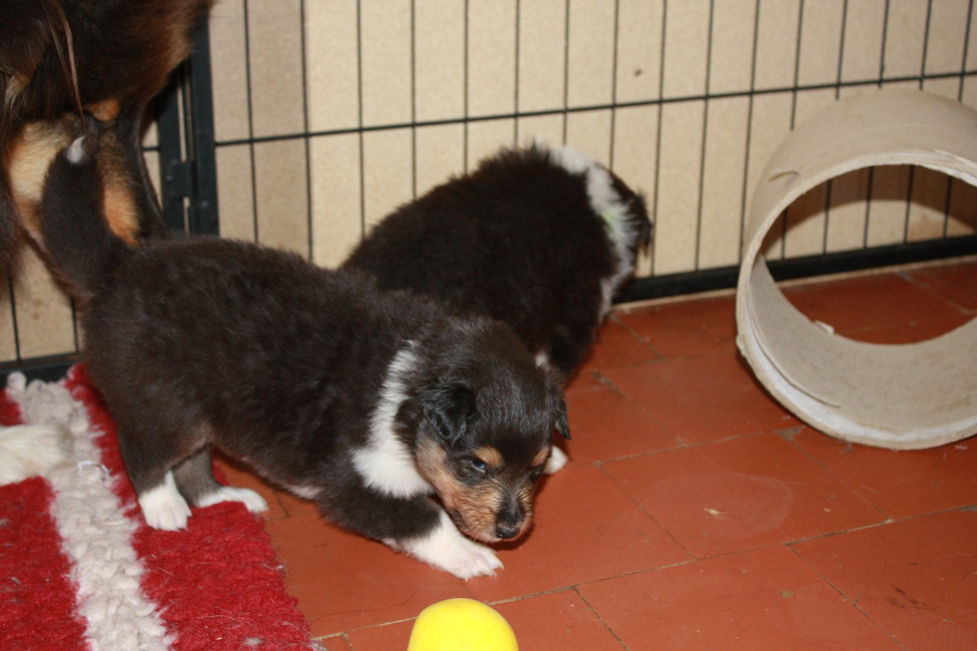 Des Camélias De Rhéa - Chiots disponibles - Colley à poil long