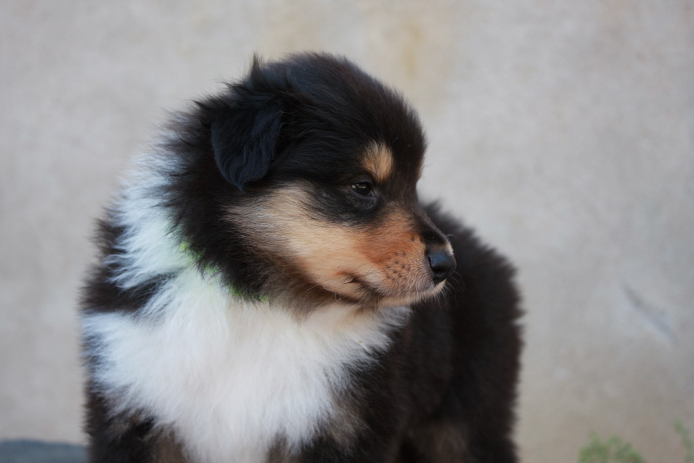 Des Camélias De Rhéa - Chiots disponibles - Colley à poil long