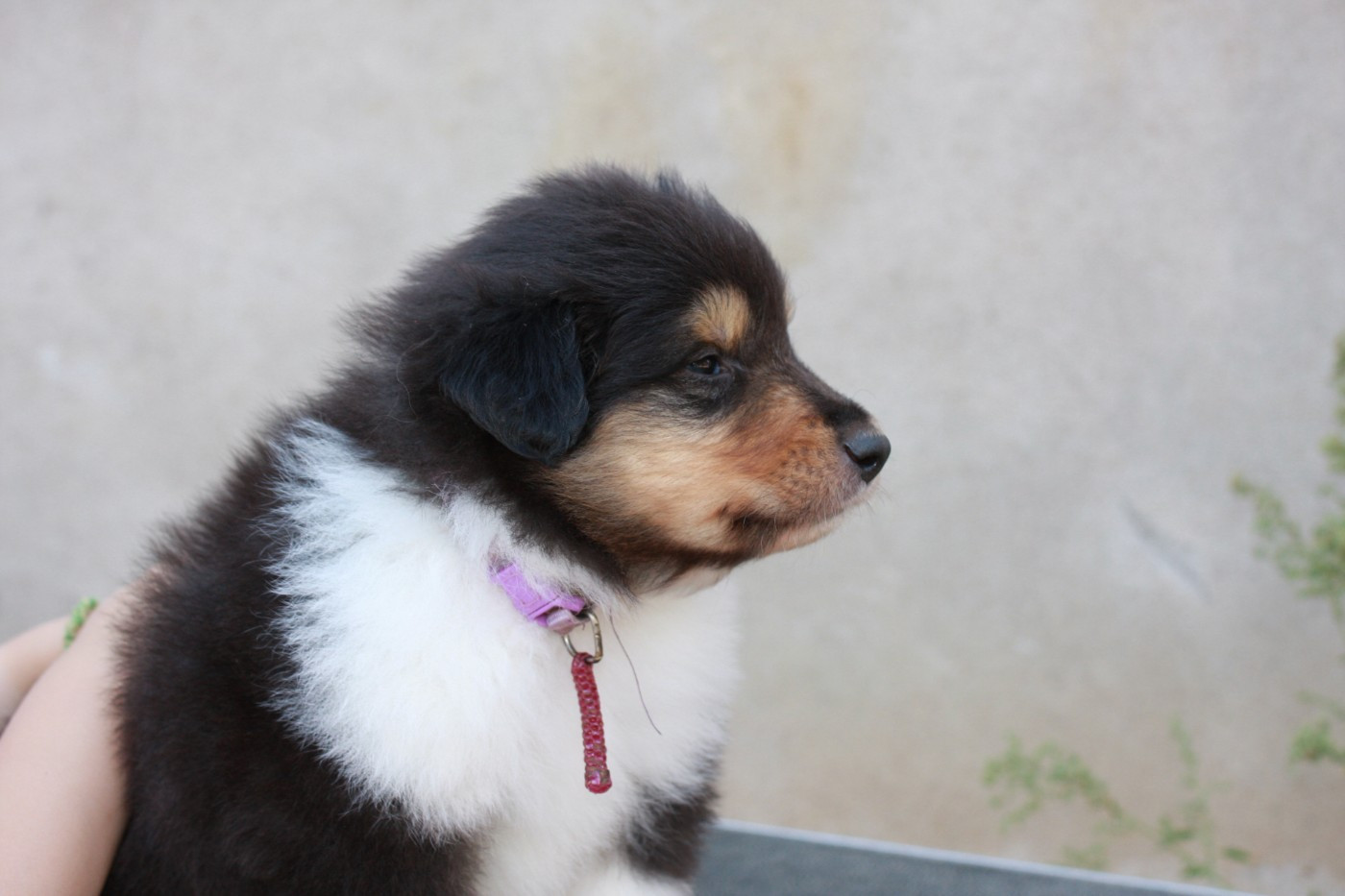 Des Camélias De Rhéa - Chiots disponibles - Colley à poil long