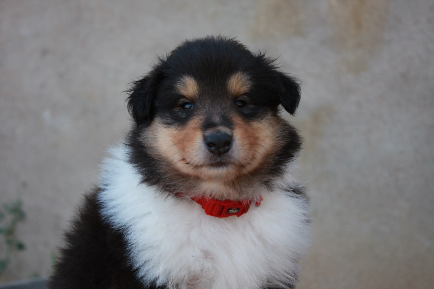 Des Camélias De Rhéa - Chiots disponibles - Colley à poil long