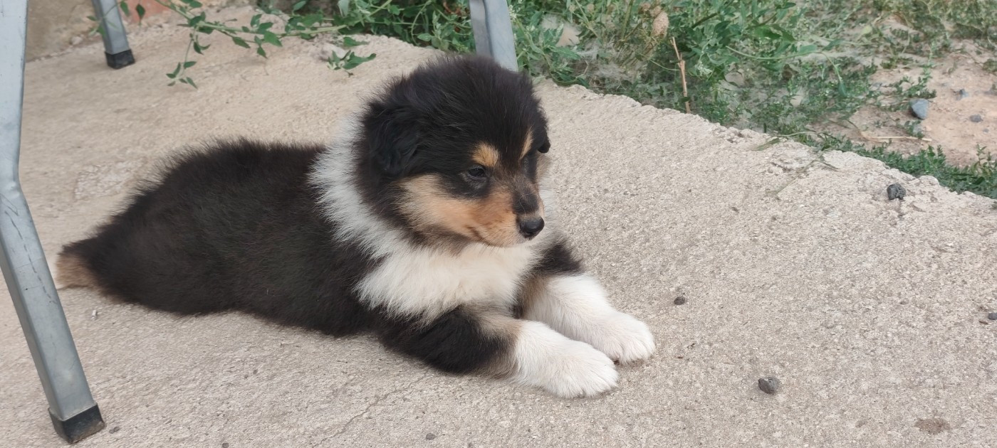 Des Camélias De Rhéa - Chiots disponibles - Colley à poil long