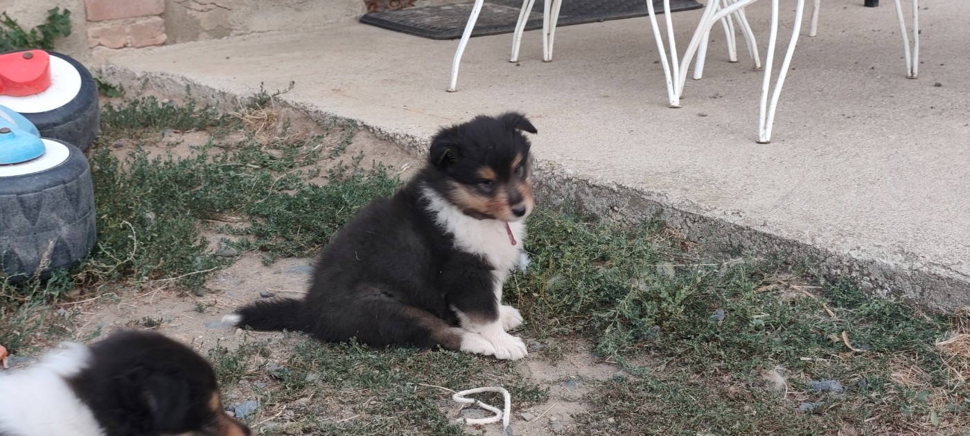 Des Camélias De Rhéa - Chiots disponibles - Colley à poil long