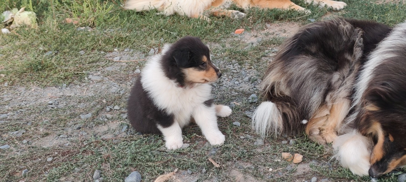 Des Camélias De Rhéa - Chiots disponibles - Colley à poil long