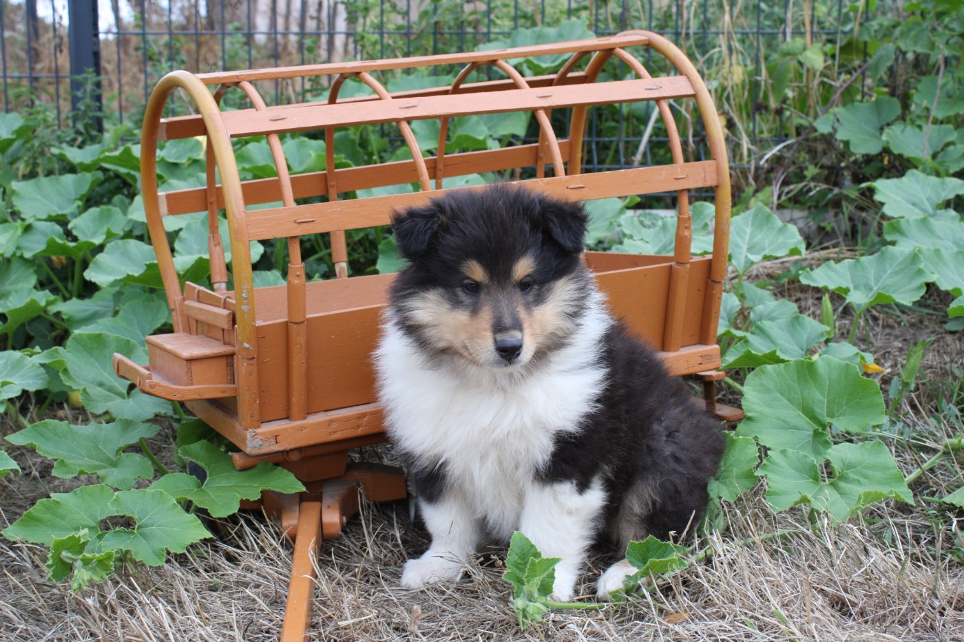 Des Camélias De Rhéa - Chiots disponibles - Colley à poil long
