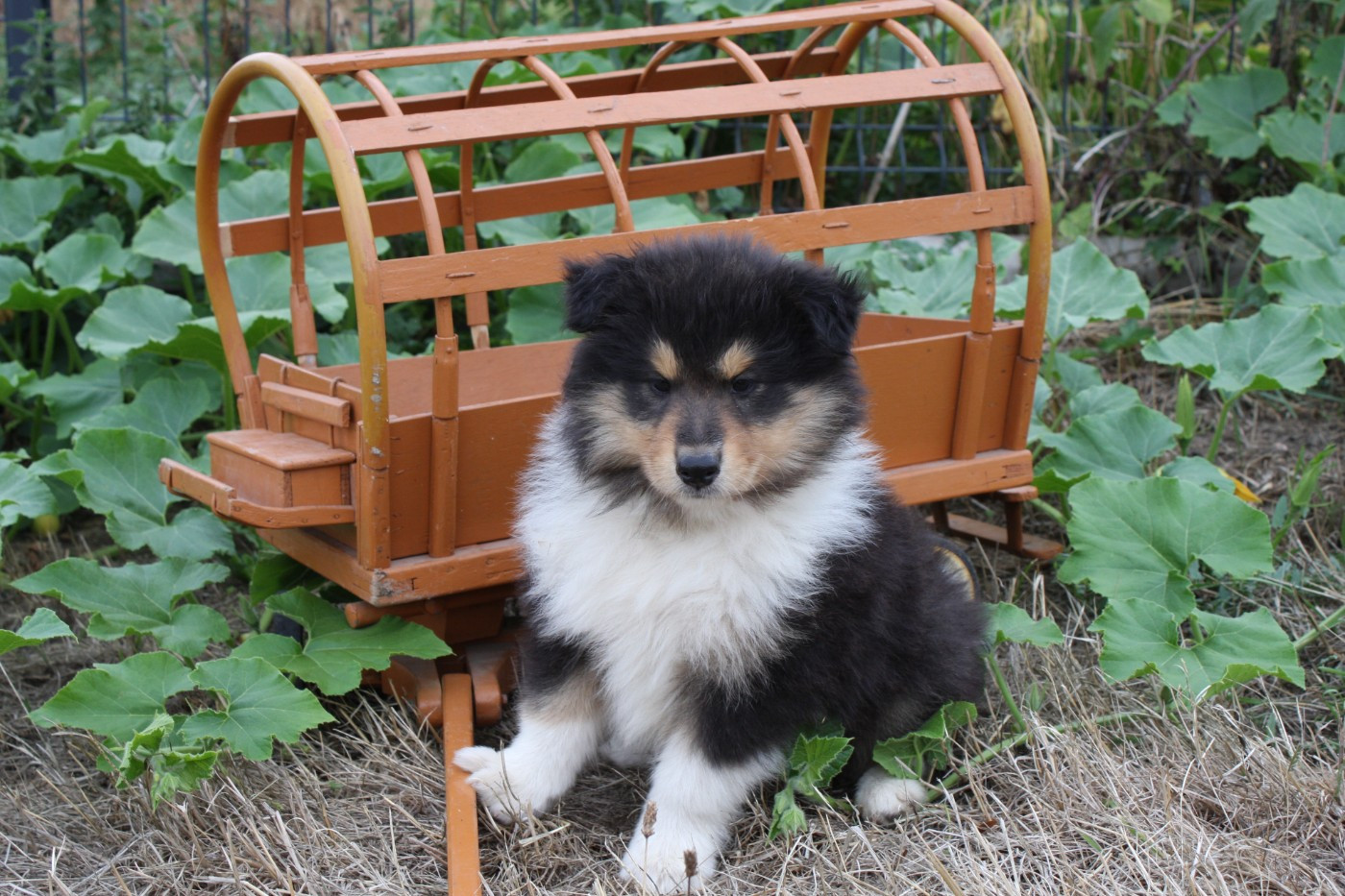 Des Camélias De Rhéa - Chiots disponibles - Colley à poil long