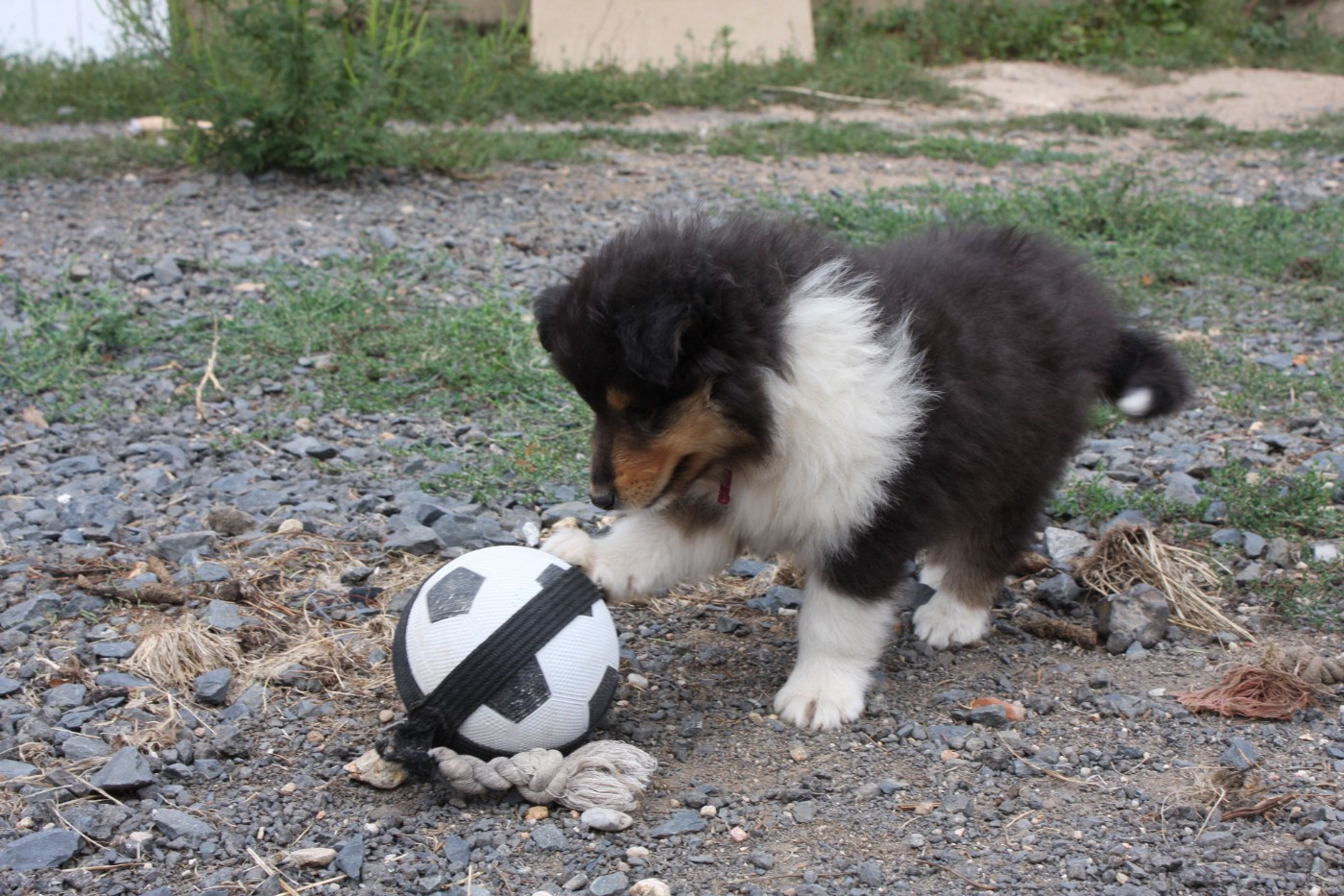 Des Camélias De Rhéa - Chiots disponibles - Colley à poil long