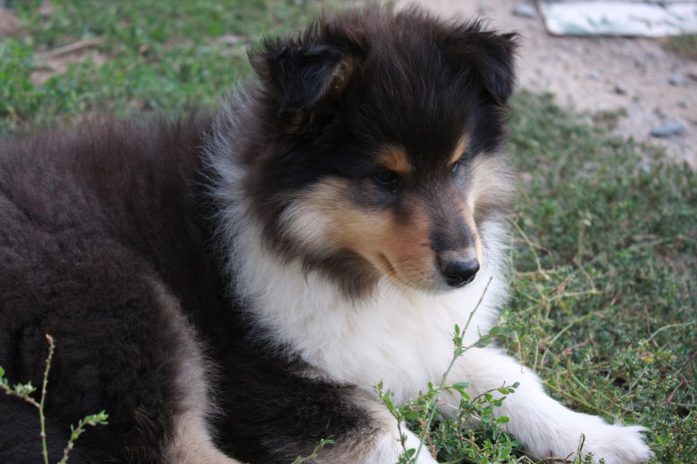Des Camélias De Rhéa - Chiots disponibles - Colley à poil long