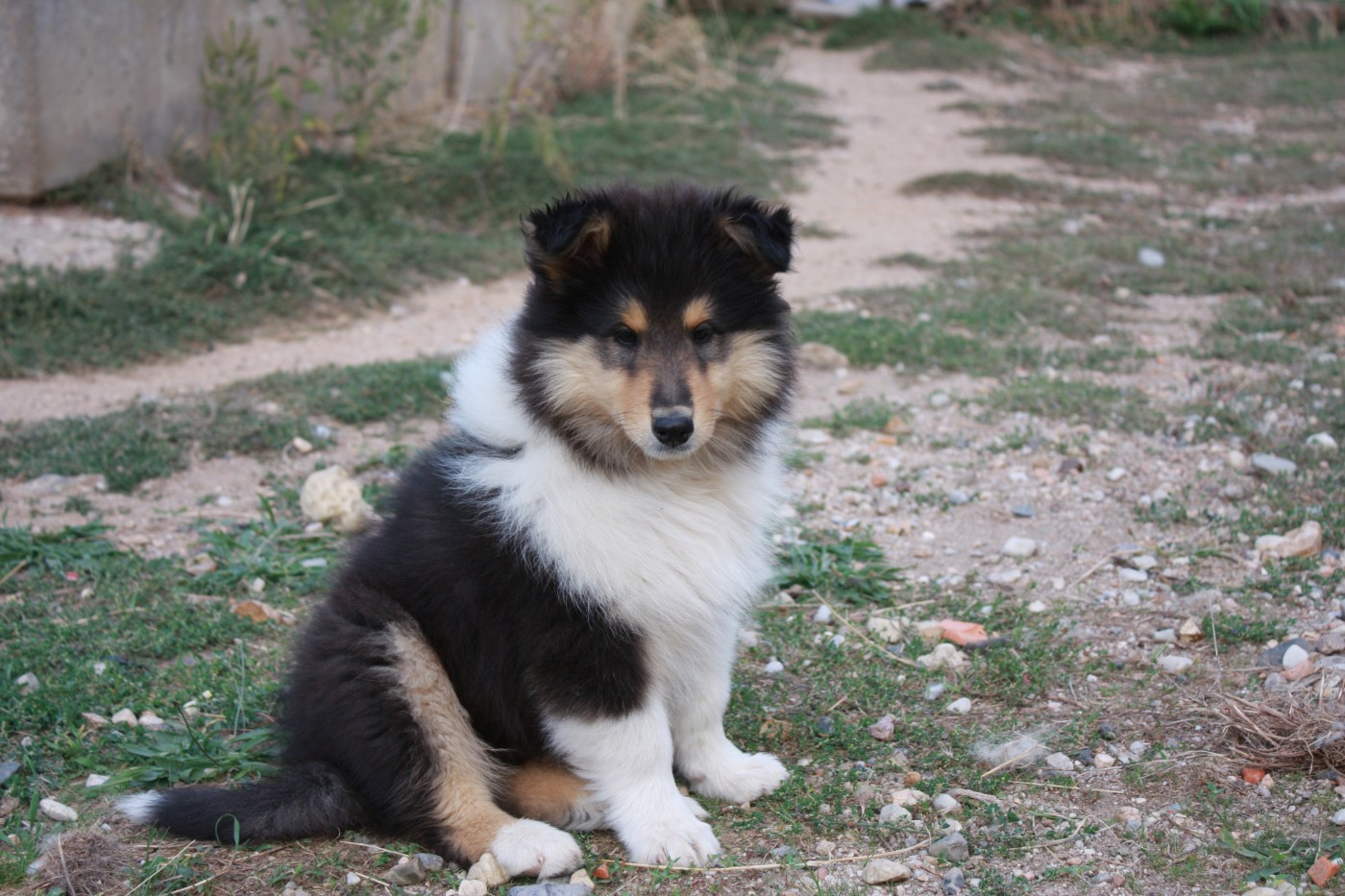 Des Camélias De Rhéa - Chiots disponibles - Colley à poil long