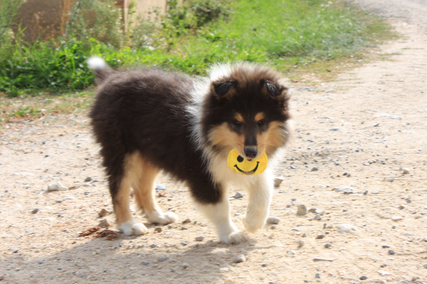 Des Camélias De Rhéa - Chiots disponibles - Colley à poil long