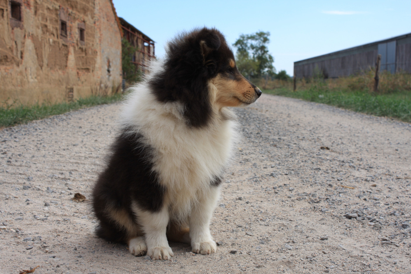 Des Camélias De Rhéa - Chiots disponibles - Colley à poil long