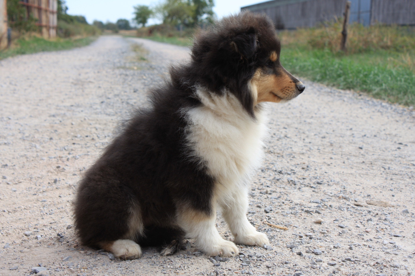 Des Camélias De Rhéa - Chiots disponibles - Colley à poil long