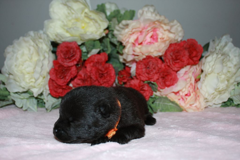 Des Camélias De Rhéa - Chiots disponibles - Eurasier