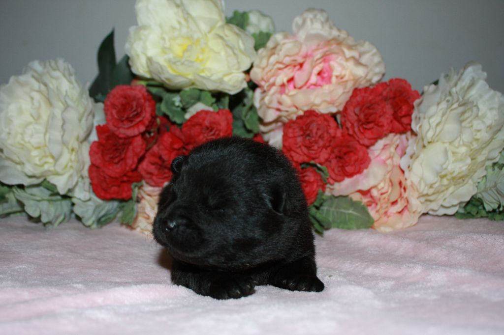 Des Camélias De Rhéa - Chiots disponibles - Eurasier