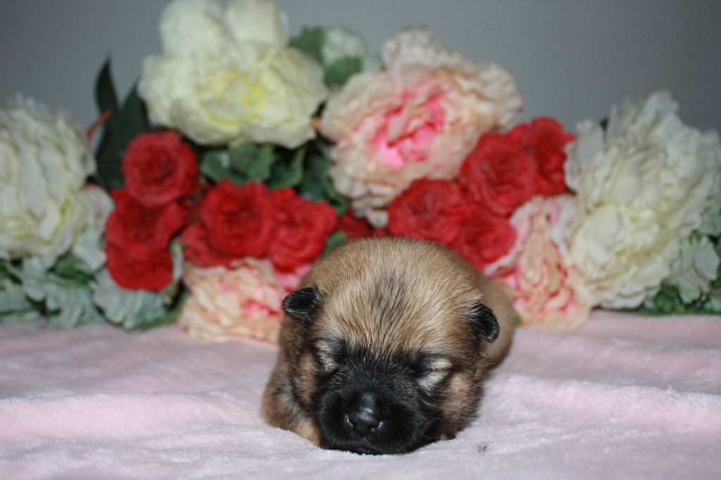 Des Camélias De Rhéa - Chiots disponibles - Eurasier