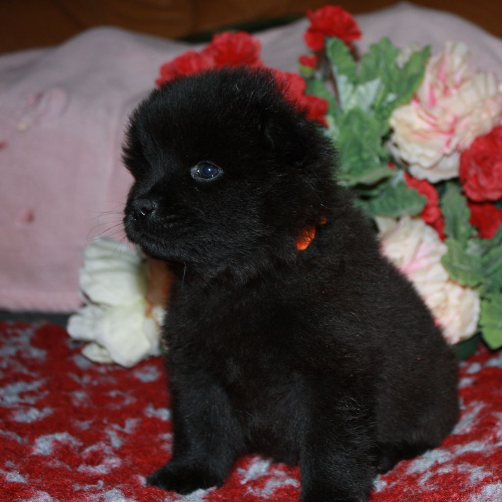 Des Camélias De Rhéa - Chiots disponibles - Eurasier