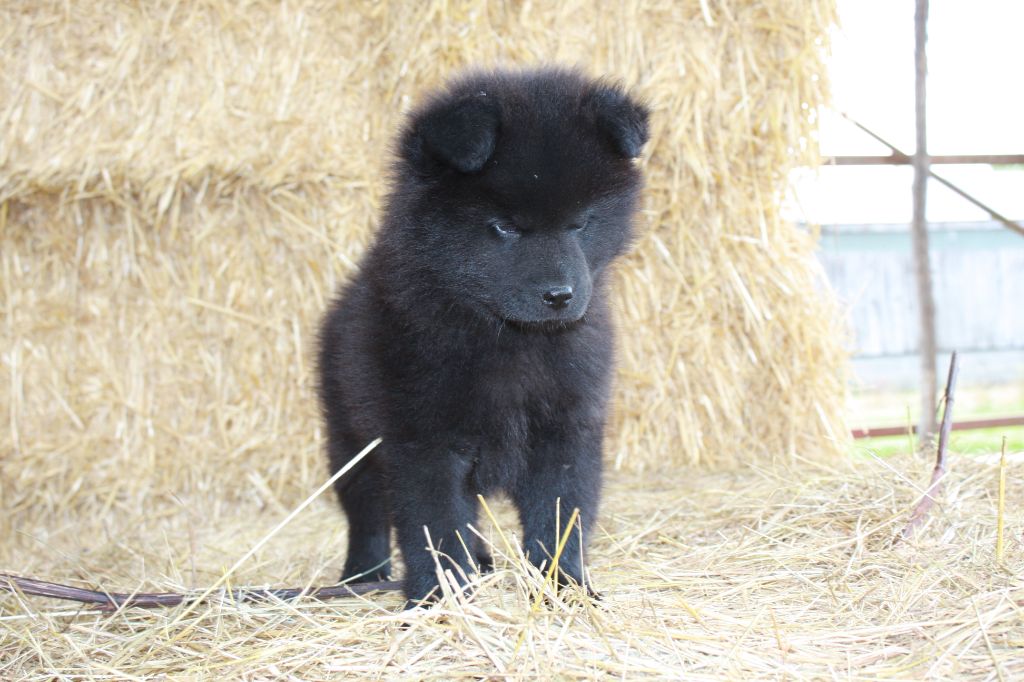 Des Camélias De Rhéa - Chiots disponibles - Eurasier