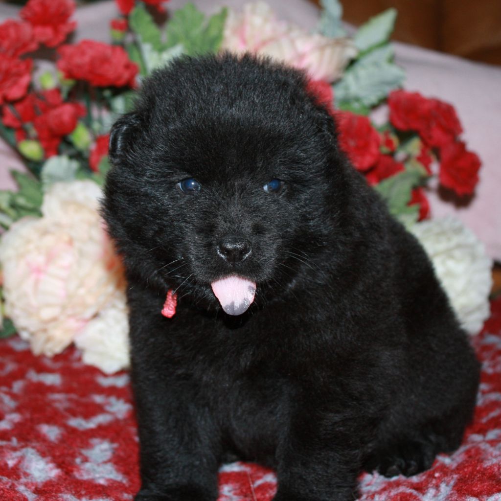 Des Camélias De Rhéa - Chiots disponibles - Eurasier