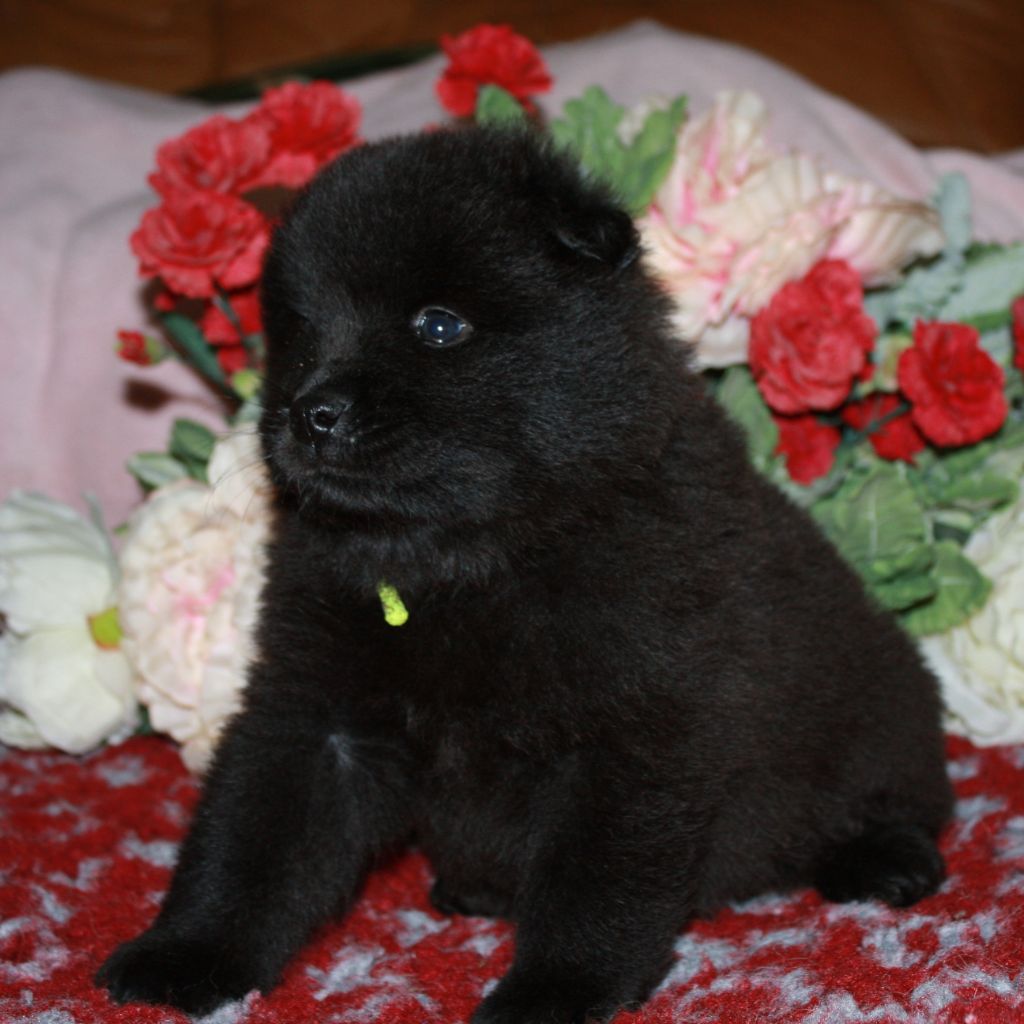 Des Camélias De Rhéa - Chiots disponibles - Eurasier
