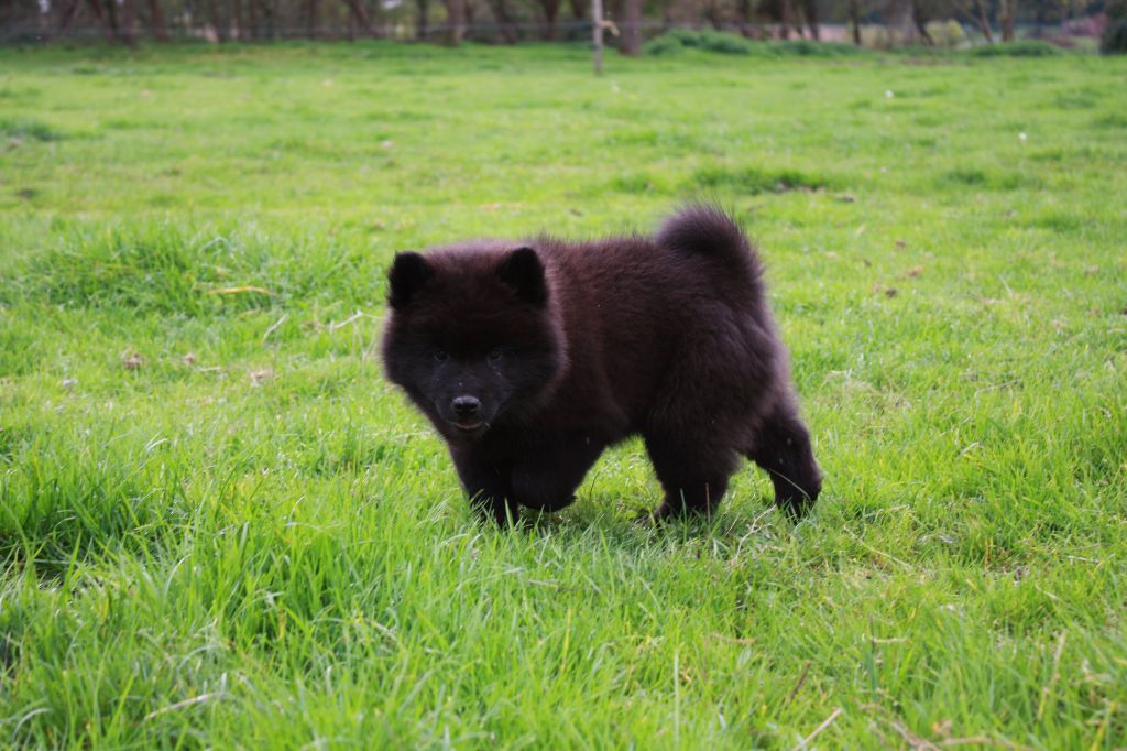 Des Camélias De Rhéa - Chiots disponibles - Eurasier