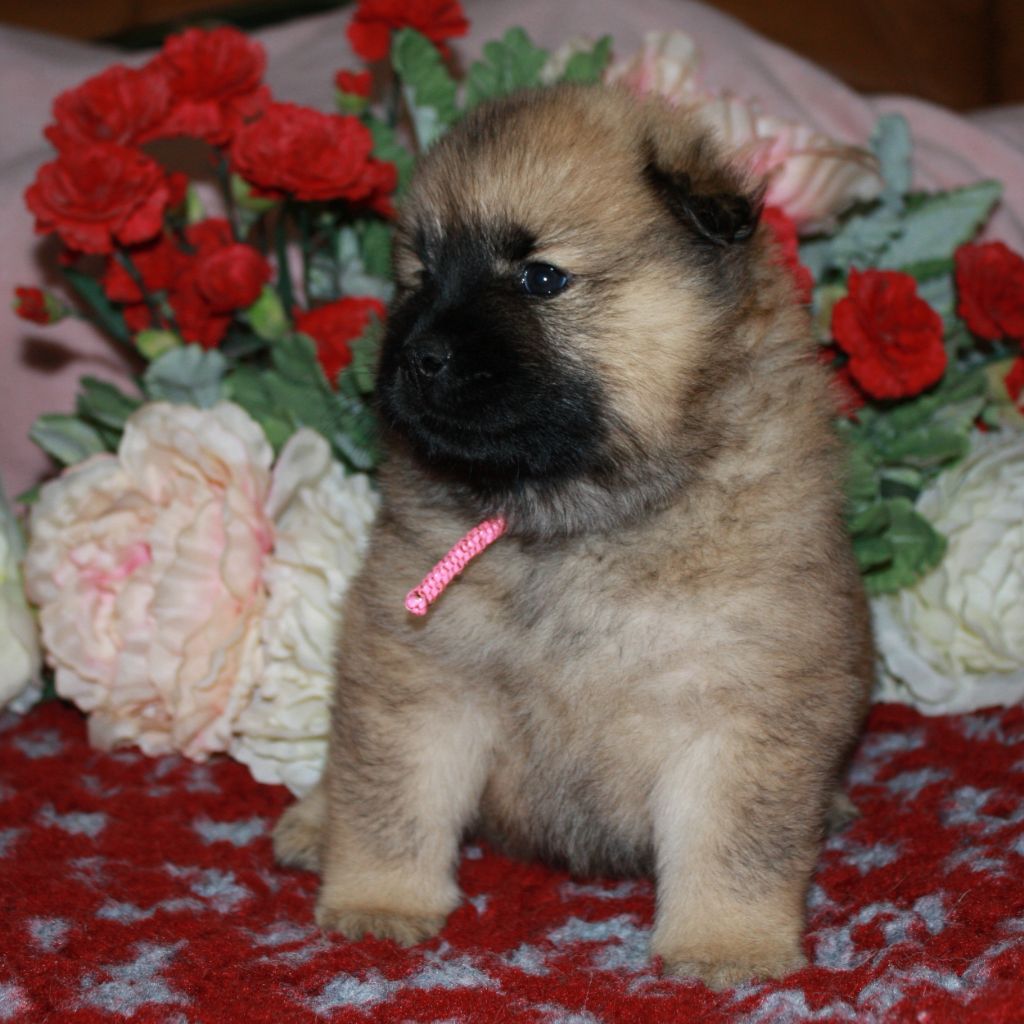 Des Camélias De Rhéa - Chiots disponibles - Eurasier