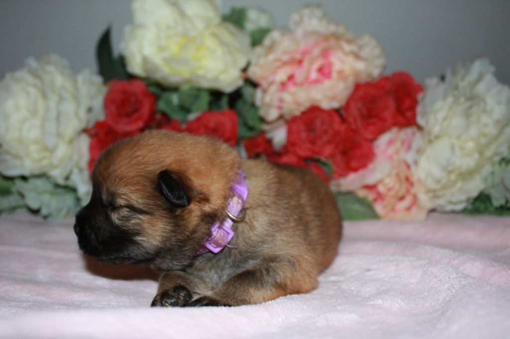 Des Camélias De Rhéa - Chiots disponibles - Eurasier