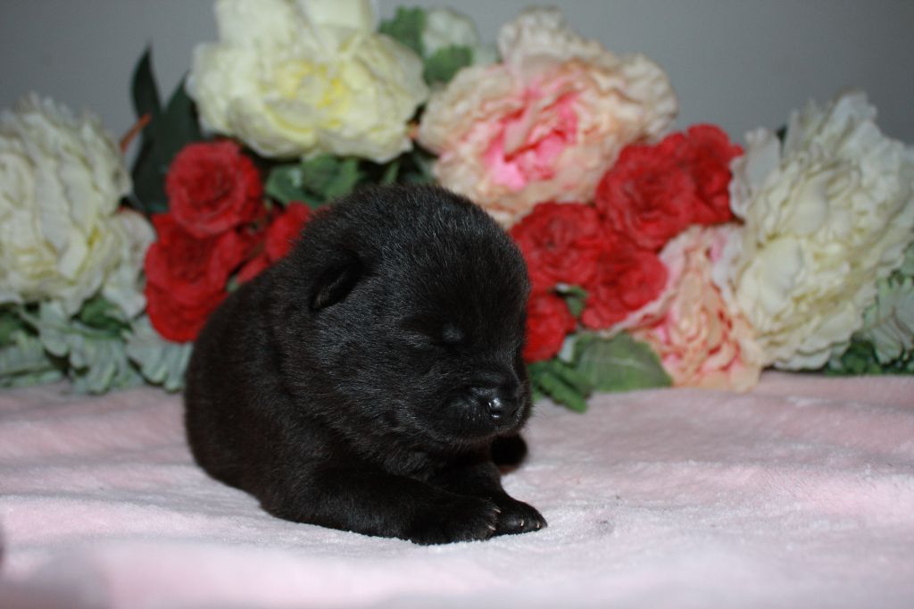 Des Camélias De Rhéa - Chiots disponibles - Eurasier