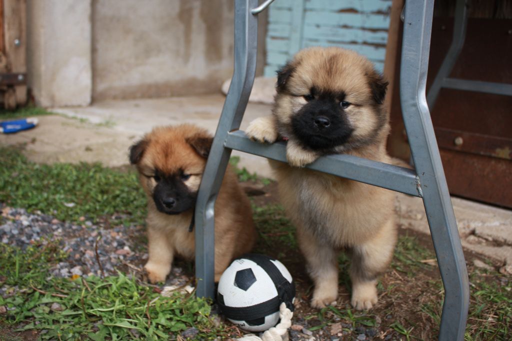 Chiot Eurasier Des Camélias De Rhéa