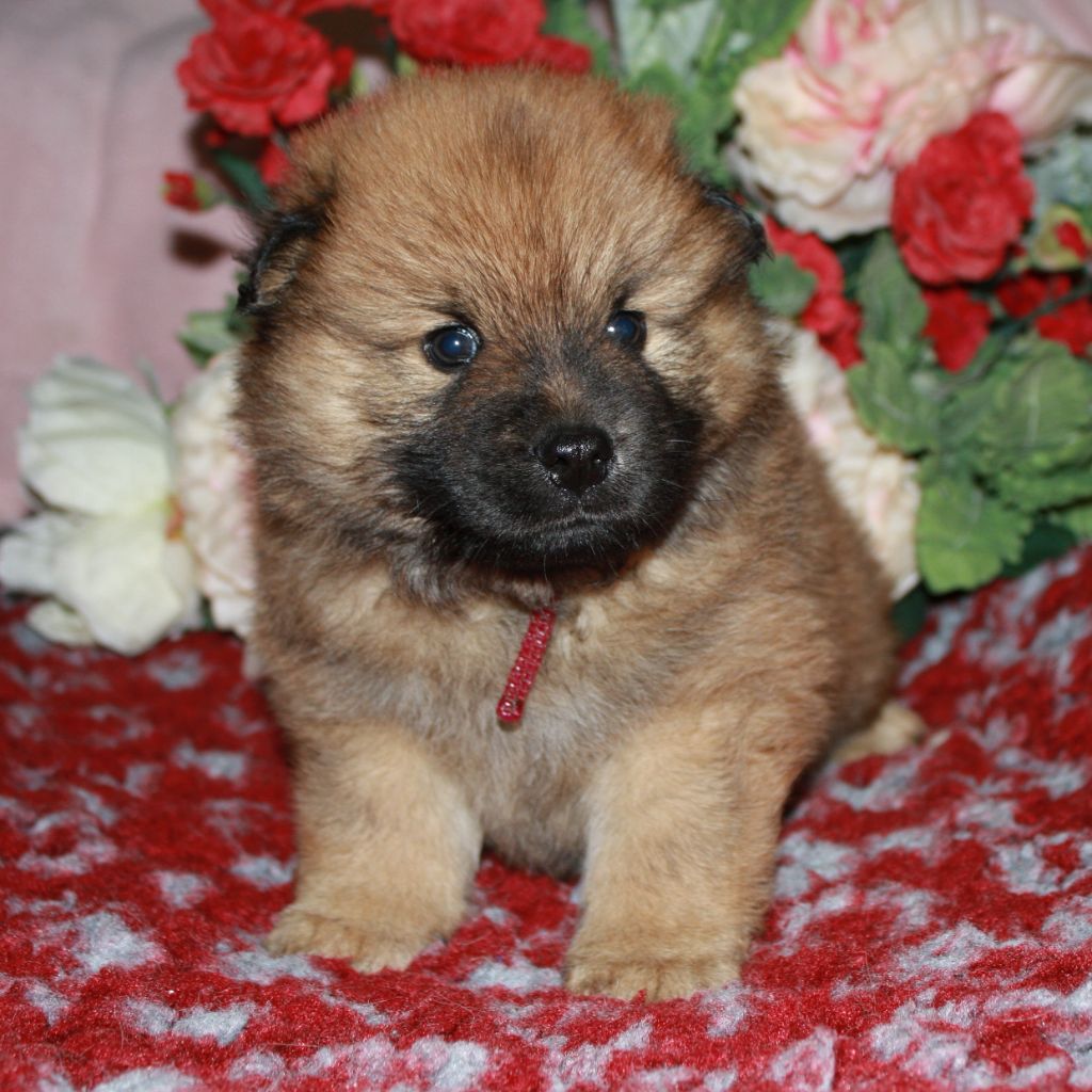 Des Camélias De Rhéa - Chiots disponibles - Eurasier