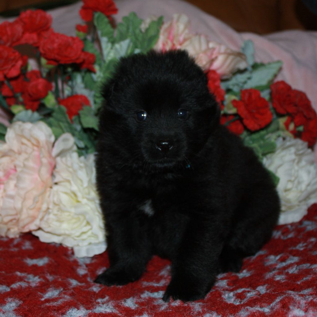 Des Camélias De Rhéa - Chiots disponibles - Eurasier