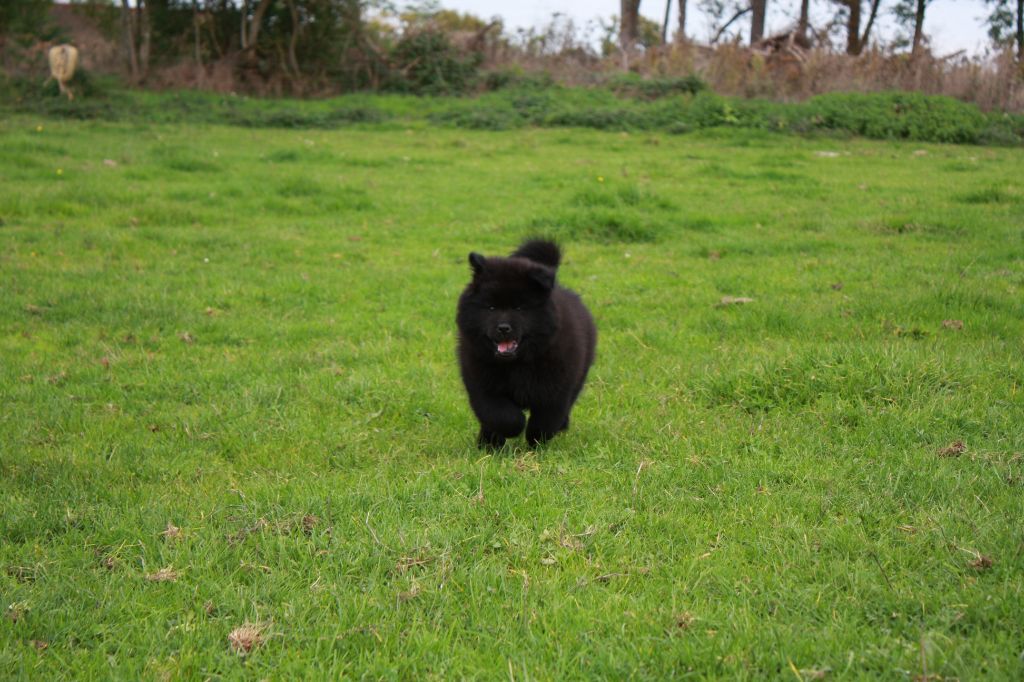 Des Camélias De Rhéa - Chiots disponibles - Eurasier