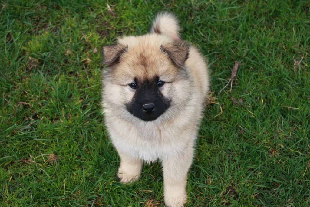 Des Camélias De Rhéa - Chiots disponibles - Eurasier