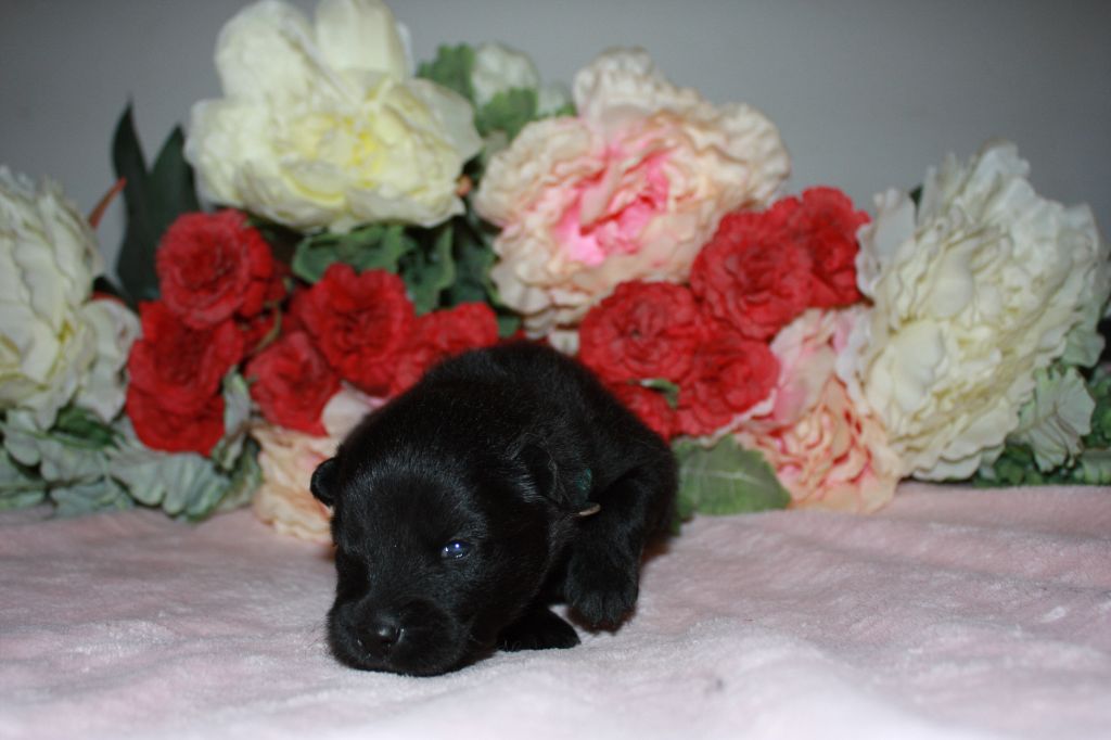 Des Camélias De Rhéa - Chiots disponibles - Eurasier