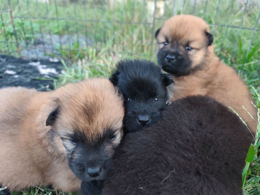 Chiot Eurasier Des Camélias De Rhéa